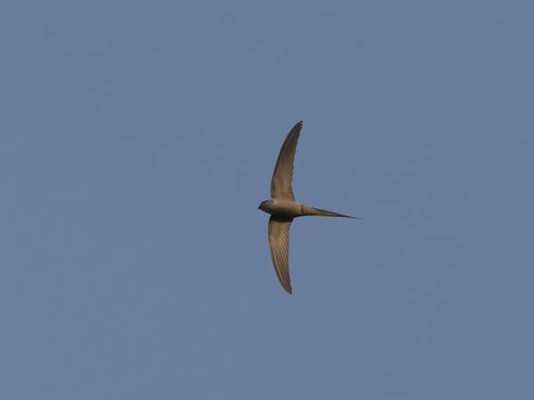 <h3><a href="/trips/gambia/biota/animalia/chordata/aves/033 apodiformes/003 apodidae/cypsiurus parvus/cypsiurus parvus-nl.html">Cypsiurus&nbsp;parvus</a> / African&nbsp;palm&nbsp;swift / Afrikaanse&nbsp;palmgierzwaluw</h3>OM-1 Mark II met OLYMPUS M.150-400mm F4.5, 1/2000 sec  bij F4.5, ISO 400, afstand 53.8&nbsp;m
